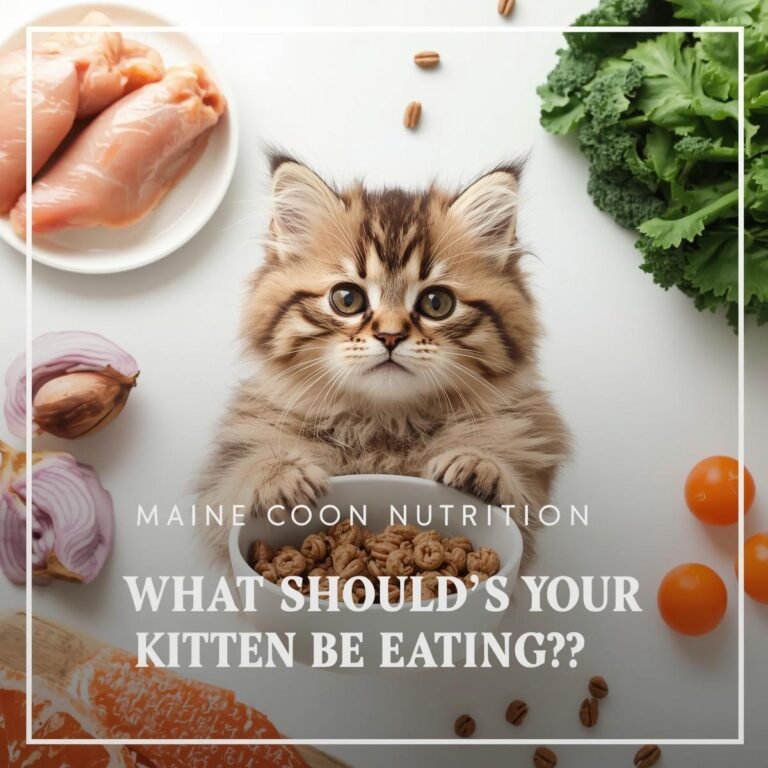 Maine Coon Nutrition: What Should Your Kitten Be Eating?